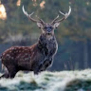 Meet your Posher, Justin